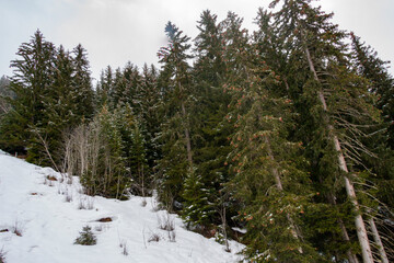 A winter forest landscape, Obersaxen Mundaun, Graubünden, Switzerland