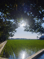Sunlight shines through tree leaves above a green rice field with water reflections, creating a calm rural scene.