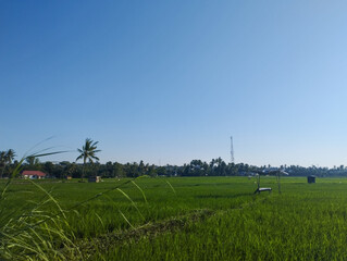 Vibrant green rice fields under a clear blue sky with palm trees and rural houses in the background. A peaceful countryside landscape on a sunny day