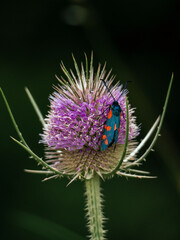 purple thistle flower