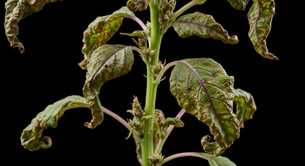 Obraz premium Amaranth Infected with Leaf Curl Virus and Decay