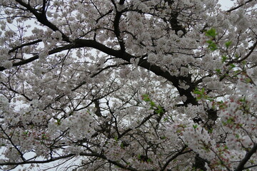 桜の満開