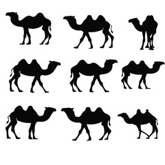 Black camel silhouettes standing and resting white animal set, bundle, vector, isolated on white background, cutout, png, clipping path, transparent, image,