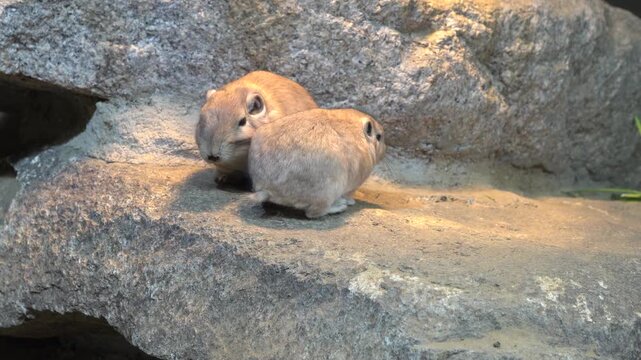 Gundi, animal