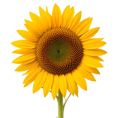 Fototapeta premium Bright Yellow Sunflower - Vibrant Floral Bloom for Nature, Summer & Happiness