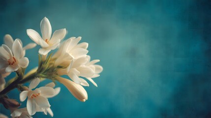 Fototapeta premium White Blossoms on a Textured Blue- Green Background white flowers textured background