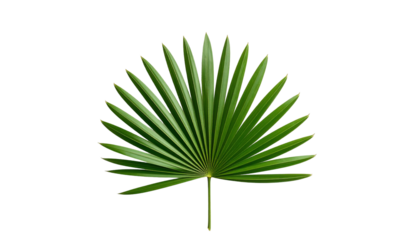 A single vibrant green fan palm leaf with radiating pointed fronds and a smooth texture.