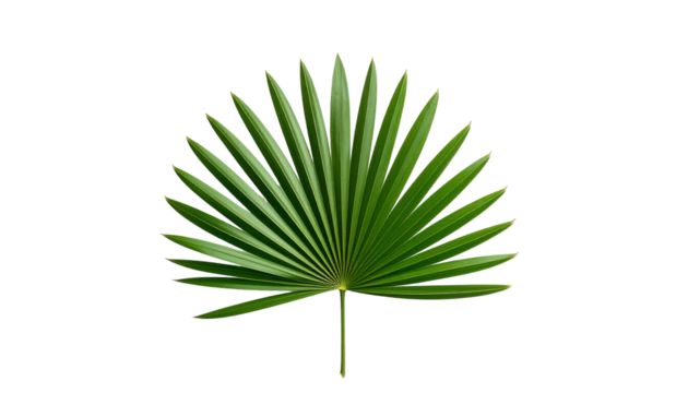 A single vibrant green fan palm leaf with radiating pointed fronds and a smooth texture.