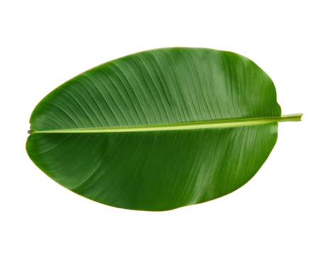 A single whole vibrant green banana leaf with a prominent midrib and parallel veins.