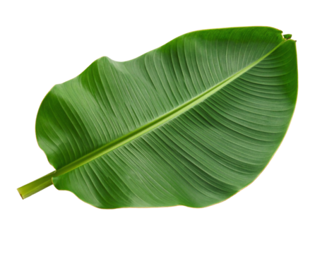 Single Vibrant Green Banana Leaf with Prominent Midrib and Parallel Veins.