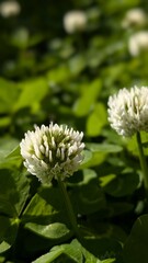 White Clover Flower in Bright Sunlight