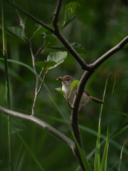 red tailed tit on branch