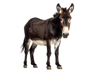 Dark brown donkey standing on transparent background