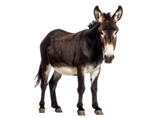 Dark brown donkey standing on transparent background
