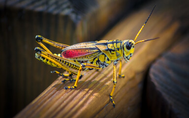 grasshopper on the ground
