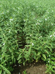 Sesame seed Farm, Sesamum crops growing in green farmland, Till, Flowers, Grow of Sesame Plant.