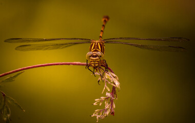 dragonfly on a branch