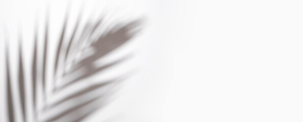 Sun shadow from tropical palm leaves on light gray background. Abstract summer background, trendy wallpaper for design, advertising. Beach vacation and travel concept