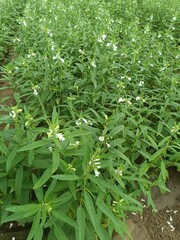 Sesame seed Farm, Sesamum crops growing in green farmland, Till, Flowers, Grow of Sesame Plant.