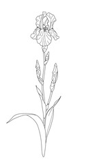 Flowering Iris with Leaves Outline Drawing