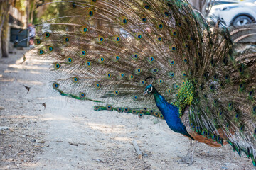 Obraz premium Peacocks walking in the garden at Filerimos hill on Rhodes island in Greece