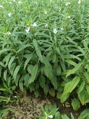 Close-up of Sesamum indicum (sesame) plants with purple bell-shaped flowers and textured green leaves in a sunlit field. Useful for agriculture, crops, or herbal themes.