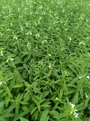 Sesame seeds and flowers on Plants in the field, sesame agriculture land and healthy and green sesame farm. Sesame plants