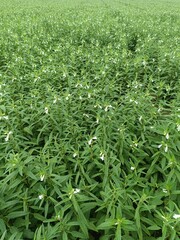 Sesame flowers at the field of farmland at Daeijakdo Island near Ongjin-gun, South Korea