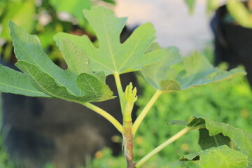 propagating fig tree