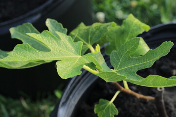 Fig leaf on a fig tree in ontario Canada 