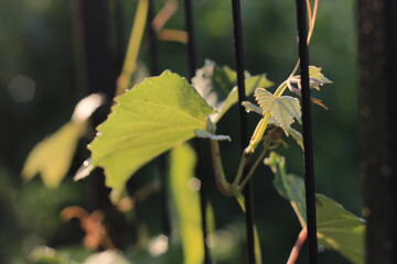 grape vine climbs trellis in backyard garden in Ontario Canada 