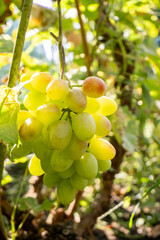 Fototapeta premium Fresh and Vibrant Green Grapes Beautifully Hanging on the Vine