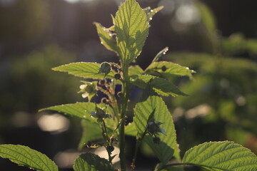 Raspberry plants and flowers in nice morning light 