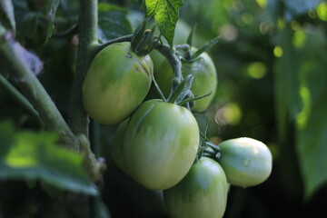 Growing Heirloom tomatos in Golden Hour Light with Young Tomatoes Forming and Soft Blurred Background