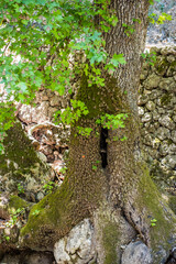 The Valley of Butterflies Rhodes, Greece