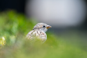 Moineaux domestiques (Passer domesticus) perchés dans un buisson en milieu urbain, portraits d’adultes et de juvéniles