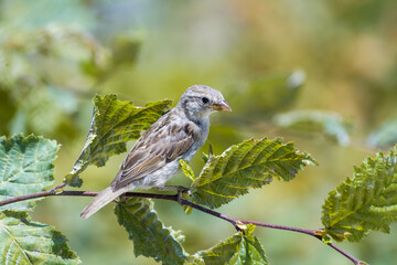 Jeune moineau domestique (Passer domesticus) perché sur une branche feuillue en été à Paris
