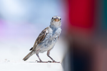 Jeune moineau domestique (Passer domesticus) photographié en milieu urbain à Paris, portrait naturaliste