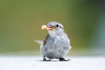 Moineau domestique juv&eacute;nile (Passer domesticus) mangeant un morceau de pain &agrave; Paris, sc&egrave;ne naturaliste