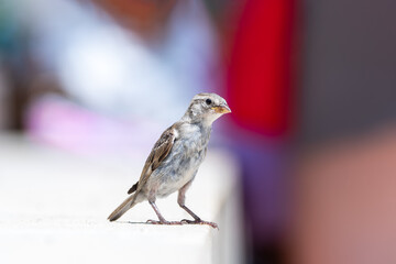 Jeune moineau domestique (Passer domesticus) photographié en milieu urbain à Paris, portrait naturaliste