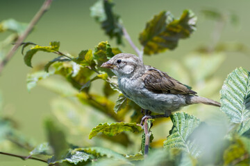 Obraz premium Jeune moineau domestique (Passer domesticus) perché sur une branche feuillue en été à Paris