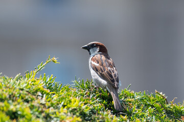 Moineaux domestiques (Passer domesticus) perchés dans un buisson en milieu urbain, portraits d’adultes et de juvéniles