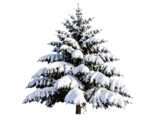  Tall Pine Tree Covered in Fresh Snow, Natural Shape with Layered Branches, PNG