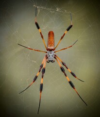 spider on a web