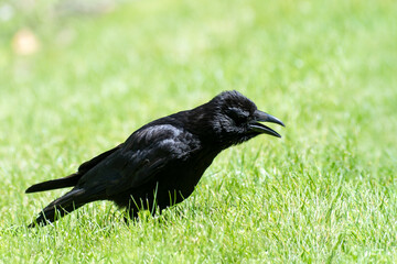Corneille noire (Corvus corone) marchant dans l’herbe au Jardin des Tuileries, en plein cœur de Paris