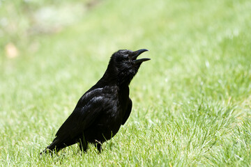 Corneille noire (Corvus corone) marchant dans l’herbe au Jardin des Tuileries, en plein cœur de Paris