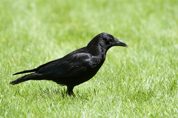 Corneille noire (Corvus corone) marchant dans l’herbe au Jardin des Tuileries, en plein cœur de Paris
