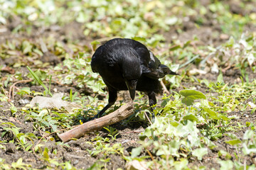 Corneille noire (Corvus corone) manipulant un bâton au sol, comportement intelligent observé au Jardin du Luxembourg, Paris