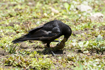 Corneille noire (Corvus corone) manipulant un bâton au sol, comportement intelligent observé au Jardin du Luxembourg, Paris