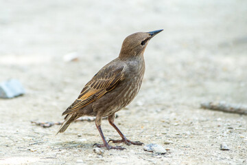 Jeune étourneau sansonnet (Sturnus vulgaris) observé au sol à Paris, portrait animalier naturaliste